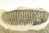 Crotalocephalina Trilobite - Atchana, Morocco #201258-2